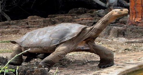File photo dated August 15, 2008 showing giant tortoise Lonesome George, at the Reproduction and Breeding Center of Galapagos National Park.