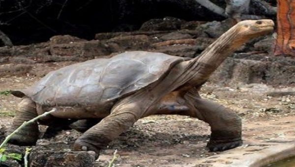 File photo dated August 15, 2008 showing giant tortoise Lonesome George, at the Reproduction and Breeding Center of Galapagos National Park.