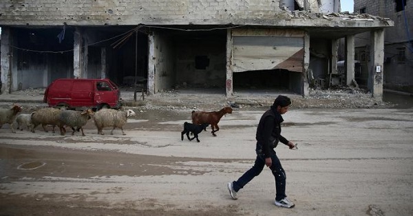 A civilian herds sheep near damaged buildings in the rebel-held besieged Douma neighbourhood of Damascus, Syria Feb. 15, 2017.