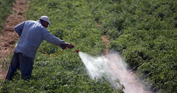 A Palestinian farmer sprays pesticide in a tomato field in the West bank village of Beit Ummar, north of Hebron, Sep. 9, 2012.