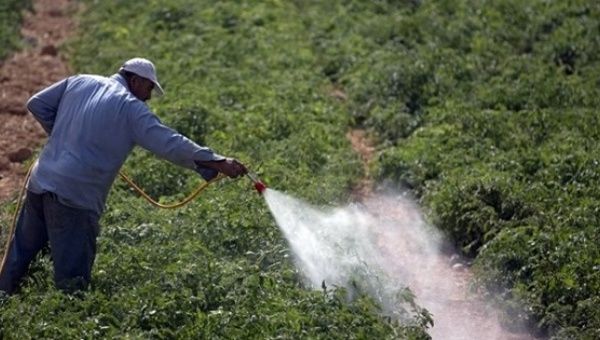 A Palestinian farmer sprays pesticide in a tomato field in the West bank village of Beit Ummar, north of Hebron, Sep. 9, 2012. 