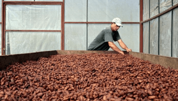 A worker dries coffee beans at a government-run cooperative in Nicaragua.