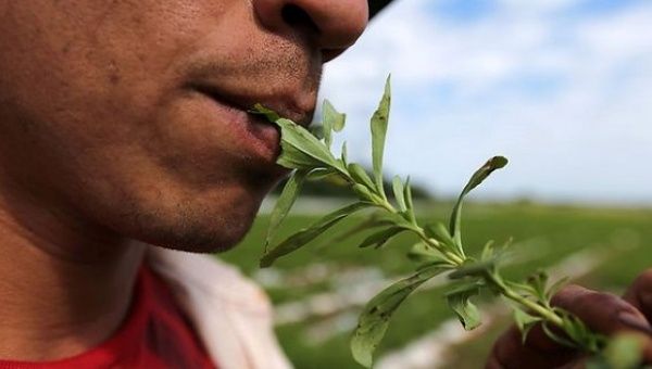 Farmer Isidro Rolon tastes stevia leaves at a plantation in Lima.