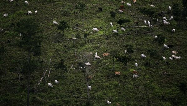 Cattle graze in the Peten jungle, Guatemala. 