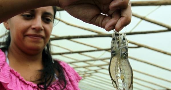 Photo provided on Mar. 13, 2017 showing a worker holding white shrimp at Tumako Fish facilities, in Tumaco, Colombia on Mar. 7, 2017.