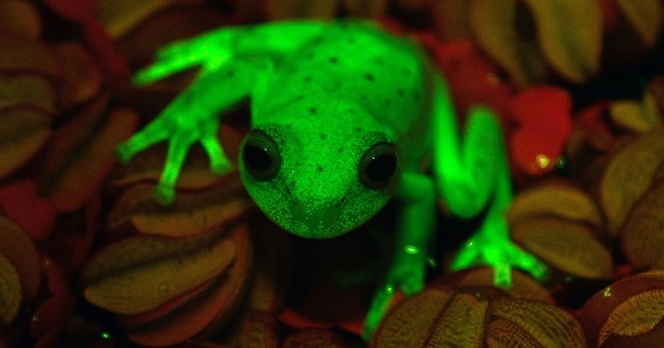 Argentine and Brazilian scientists at the Bernardino Rivadaiva Natural Sciences Museum discovered the first naturally fluorescent frog almost by accident.