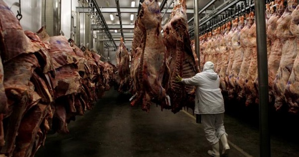 A worker arranges slaughtered cattle in the freezing room in the Marfrig Group slaughter house in Promissao, 500 km northwest of Sao Paulo, Oct. 7, 2011.