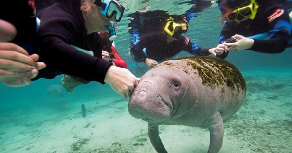 Snorkelers interact with a Florida manatee inside of the Three Sisters Springs in Crystal River, Florida January 15, 2015.