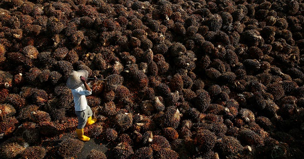A worker collects palm oil fruit inside a palm oil factory in Sepang, outside Kuala Lumpur June 18, 2014.