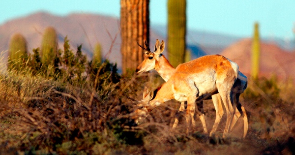 Threatened species like the Sonoran pronghorn or desert bighorn sheep freely cross the border between Mexico and the US in protected biospheres.