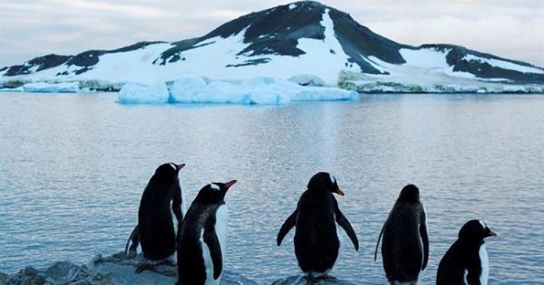 Penguins are seen enjoying the Antarctic summer in this photo taken Feb. 6, 2017.