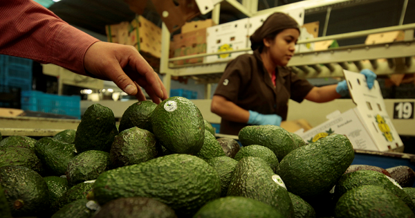Workers pack avocados in Tancitaro, Michoacan, Mexico, January 2017.