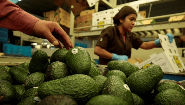 Workers pack avocados in Tancitaro, Michoacan, Mexico, January 2017. 