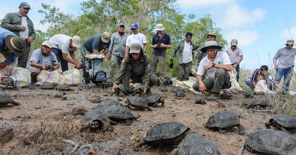 People release of a group of captive-reared juvenile giant tortoises in Santa Fe Island, part of Ecuador's Galapagos Islands.