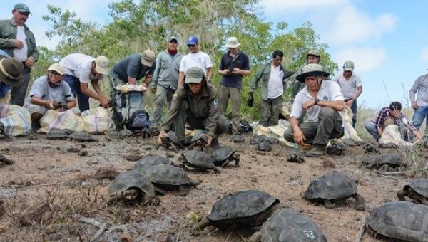 People release of a group of captive-reared juvenile giant tortoises in Santa Fe Island, part of Ecuador's Galapagos Islands.