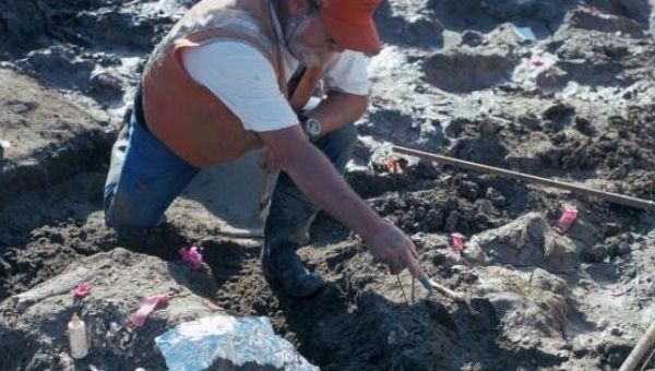 Paleontologist Don Swanson points at rock fragments near a large horizontal mastodon tusk fragment at the San Diego Natural History Museum in San Diego, California, U.S., in this handout photo received April 26, 2017.