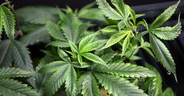 The bill for medical marijuana is now expected to be signed by President Enrique Peña Nieto