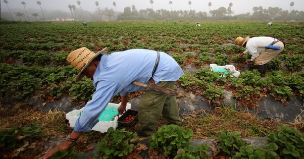 Farmworkers pick strawberries in the early morning fog on a farm in Rancho Santa Fe, California.