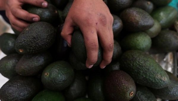Avocado farmers are frequent targets of cartel extortions in Mexico