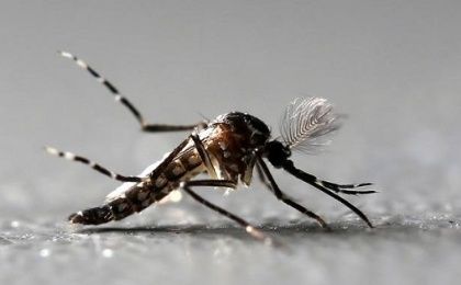 The Pan American Health Organization stated that by February of 2016, there were already 187 confirmed cases of the zika virus and 1,836 cases of dengue.