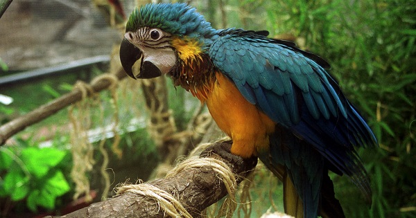 A young macaw resident of the zoo photographed in 2001.