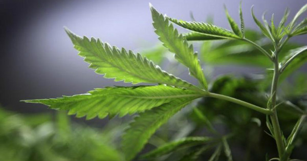 The legislation to legalize medical marijuana received a 347-7 vote in favor of its approval.