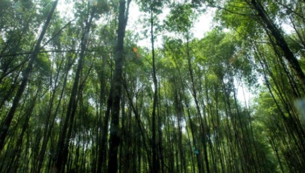 India plans to reforest 12 percent of its lands.