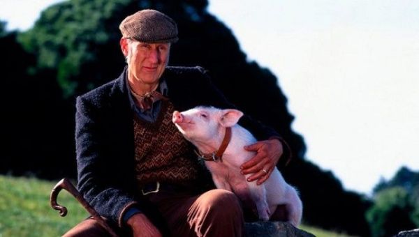 James Cromwell became a vegan after filming the story about the piglet.