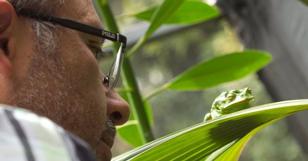 Luis Coloma, director of the Jamabtu Center in Quito, watches a Gastrotheca plumbea or marsupial gray frog that lives in the Andes.