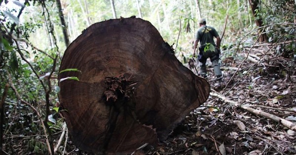 A military policeman walks past trunks of trees recently cut illegally from the Amazon rainforest, inside Jamanxim National Park, Para state, on June 21, 2013.