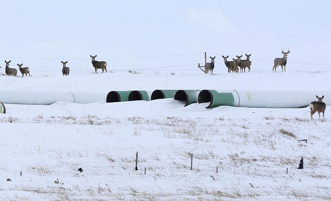 Deer gather at a depot used to store pipes for Transcanada Corp's planned Keystone XL oil pipeline in Gascoyne, North Dakota.
