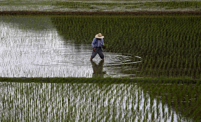 A farmer plants saplings in a rice field.