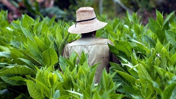At least 100 tobacco workers have fallen ill after breathing in noxious fumes.