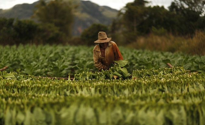 A farmer harvests tobacco in Cuba's Viñales Valley, which might be designated as the next UNESCO Global Geopark