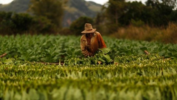 A farmer harvests tobacco in Cuba's Viñales Valley, which might be designated as the next UNESCO Global Geopark