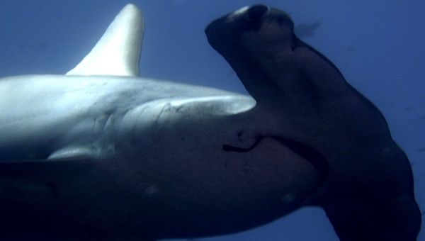 This area is one of the few in the world where hammerheads can be found by the hundreds, forming the largest biomass of sharks in existence.