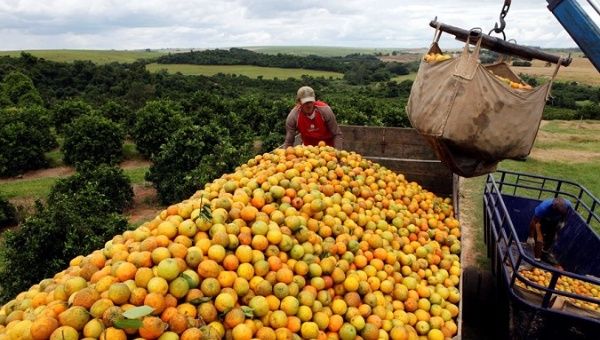Orange peels have enriched the land on the national park in Costa Rica