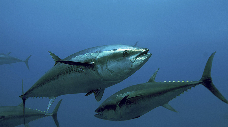 Bluefin Tuna (Thunnus spp). It is the largest and most threatened species in the Atlantic Ocean. Most of the catches originate from the Mediterranean Sea. Due to over-fishing, the bluefin tuna is in extinction.