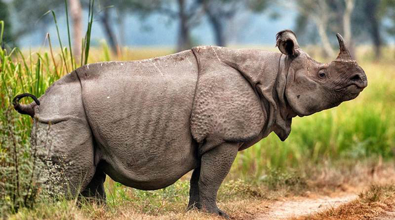Javan Rhinoceros (Rhino sondaicus) are the most threatened of the five species of rhinoceros. There are about 68 in the Ujung Kulon National Park in Java, Indonesia.