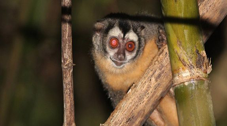 Night monkey from Brazil and Peru (Musmuki). Since pastures have been altered to increase crop production, such as rice, palm oil and soy, this species has seen its numbers drastically reduced.