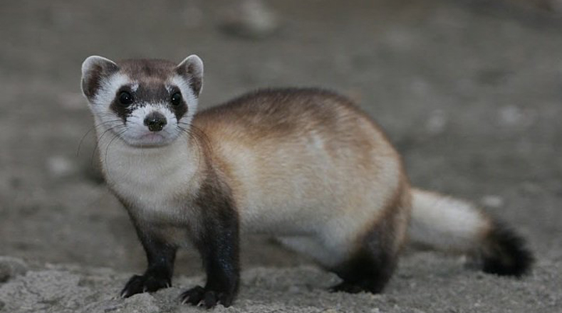 Black-footed ferret (Mustela nigripes). This species is found in North America. Habitat loss and disease has threatened the continuation of this highly vulnerable species. Population: (More than 300 animals).