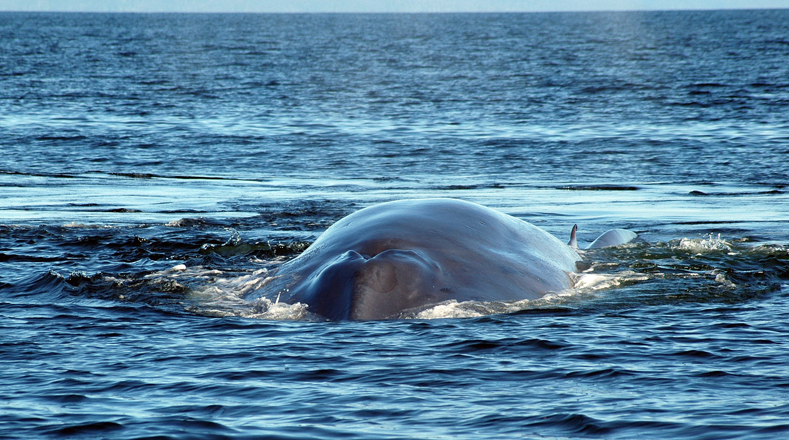 Blue whale (Balaenoptera musculus). It inhabits the ocean in Southern Chile, Gulf of California and Coral Triangle. It's the largest animal on the planet, weighing up to 200 tons. Population (10,000-25,000).