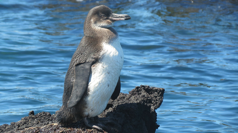 Galapagos Penguin (Spheniscus mendiculus). It's the only species of penguin found in the north of Ecuador and in the Galapagos Islands. Population estimated at less than two thousand.