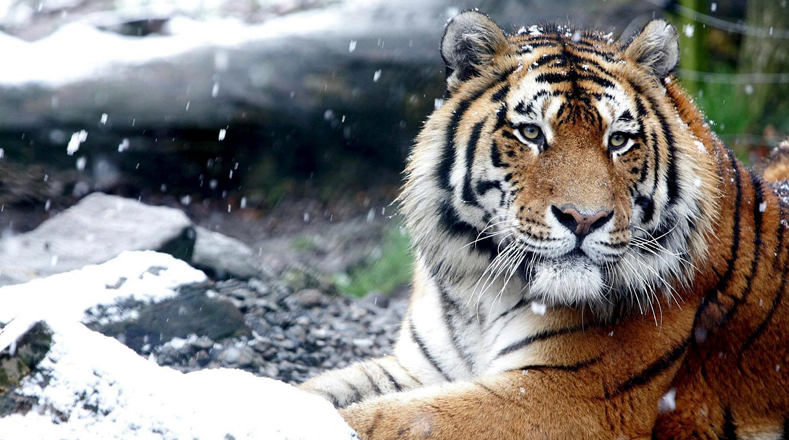 Amur Tiger (Panthera tigris altaica). Its habitat is restricted to the Sikhote-Alin range in the provinces of Primorski and Khabarovsk in the Russian Far East. A small number of this speies is found bordering areas of China and possibly in North Korea. Population (About 540).