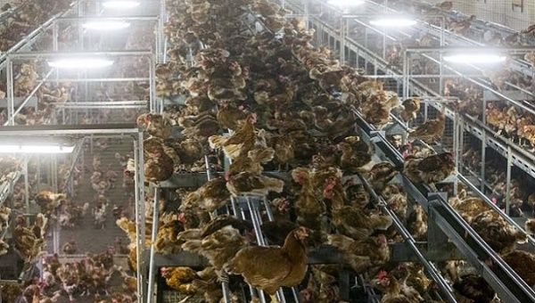 Chicken are locked in a poultry farm in Bergentheim, Netherlands.
