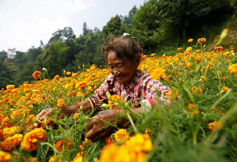 A woman picks marigold flowers used to make garlands and offer prayers, before selling them to the market for the Tihar festival, also called Diwali, in Kathmandu, Nepal October 17, 2017