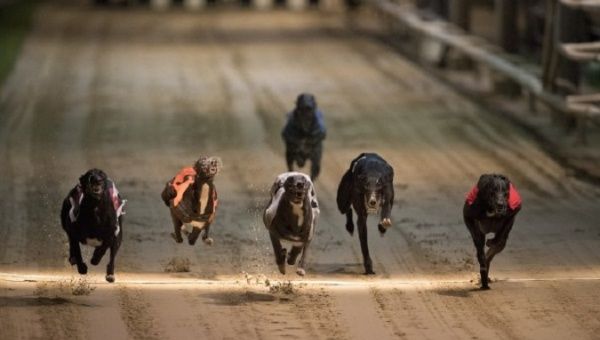 Saturday marks the final demise of greyhound racing in London, closing a chapter of British social culture in the capital.