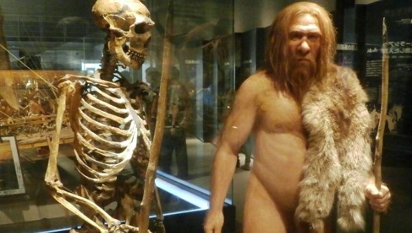 Approximate reconstruction of a Neanderthal skeleton and artistic interpretation of the La Ferrassie 1 Neanderthal man from the National Museum of Nature and Science.