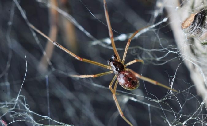 The spider silk is able to pick up the velocity of the air instead of the pressure of the air.