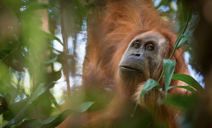A photo of the Tapanuli orangutan, identified as a new species found on the Indonesian island of Sumatra where a small population inhabit its Batag Toru forest.